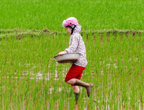 mai chau trekker rice field