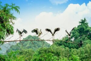 Ninh Binh Bird Call Tour / YESD Responsible Tour