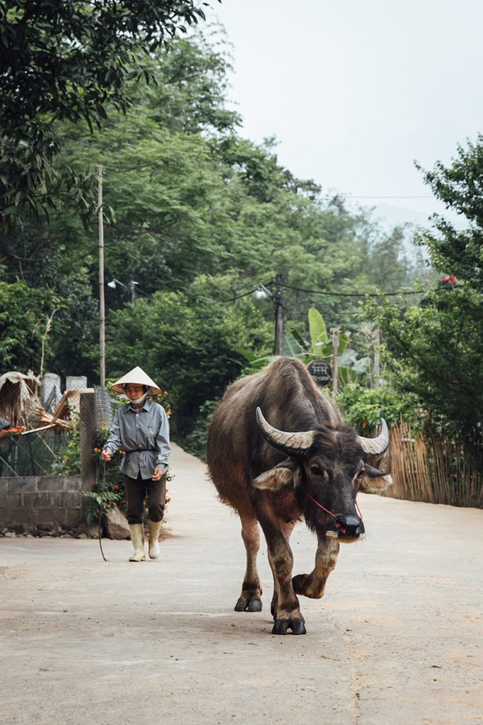 buffalo-ride-in-tha-village