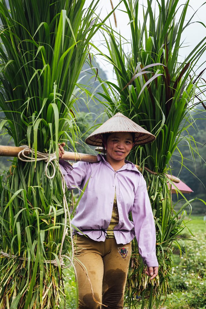 A-lady-in-tha-village-carrying-grass-for-buffalos