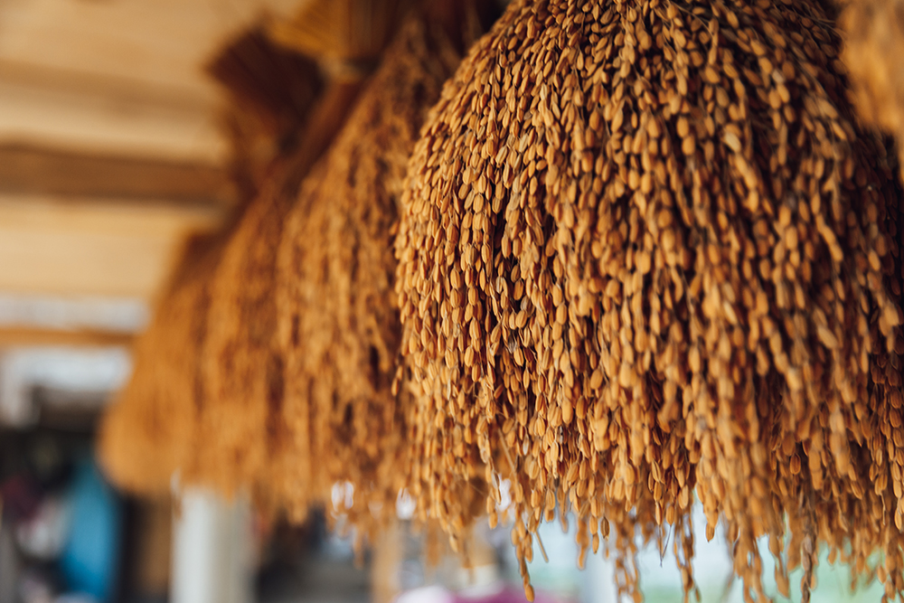 rice-harvesting-in-tha-village