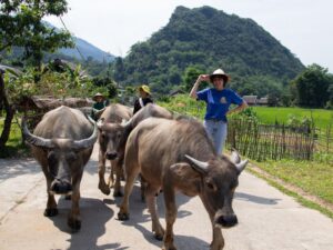 Volunteering in Ha Giang