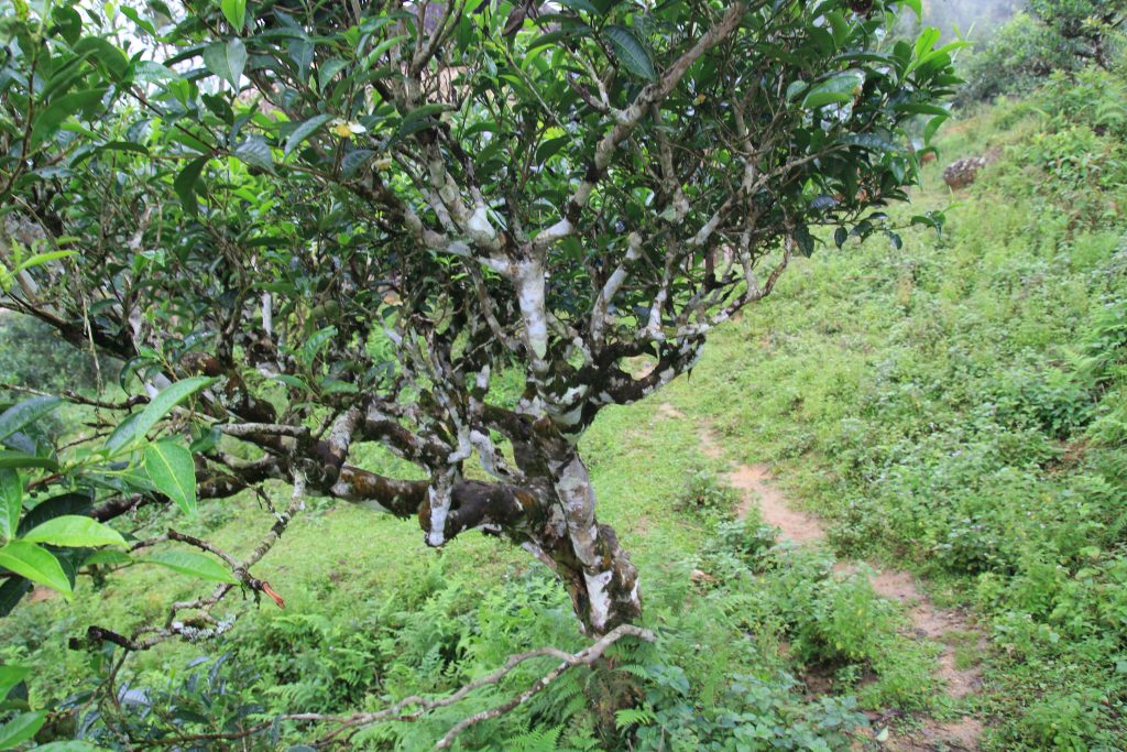 tea tasting in peaceful sung hamlet 2 days tea tree