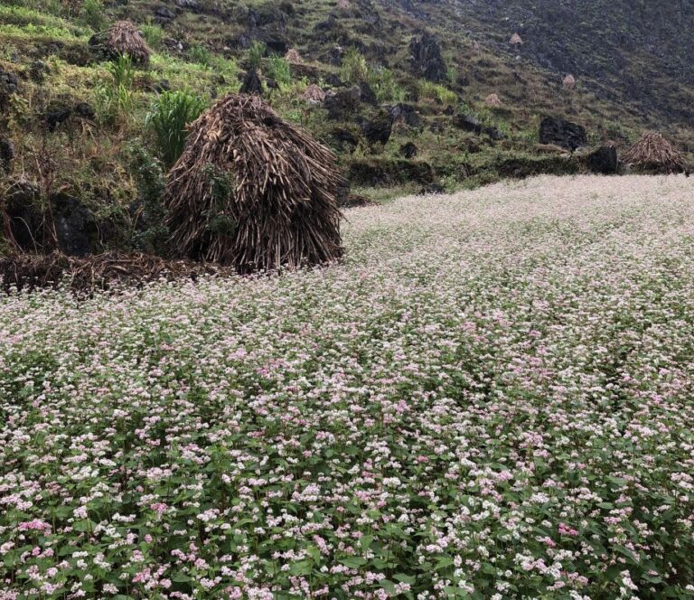 Ha Giang Weather What You Must Know Before You Travel YESD Travel