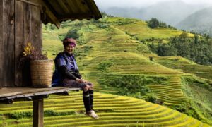 best rice fields in vietnam