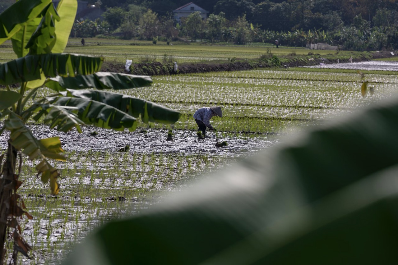Enchanting Beauty Of The Best Rice Fields In Vietnam – YESD Travel