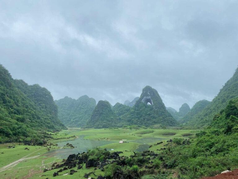 Targeting Strategic Crops: Ginger and Black Jelly