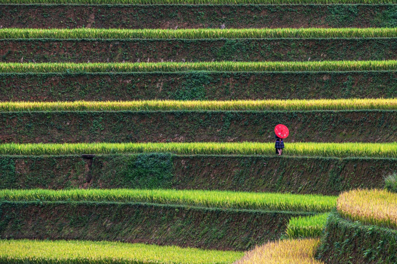 Mu Cang Chai