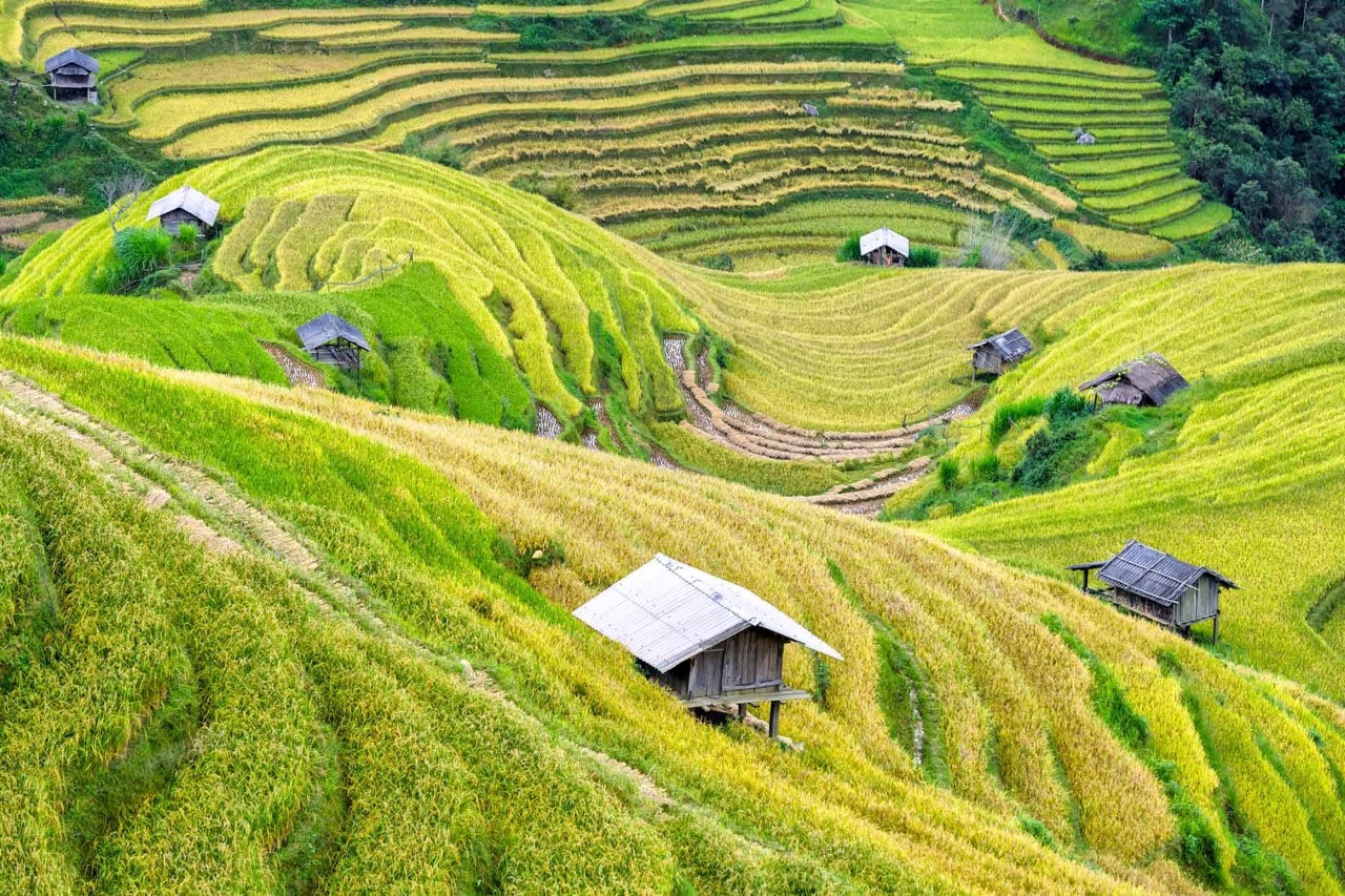 sapa rice fields