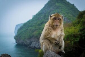 Monkey Island Halong Bay