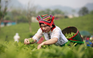 vietnam special tours| Tea from Vietnam