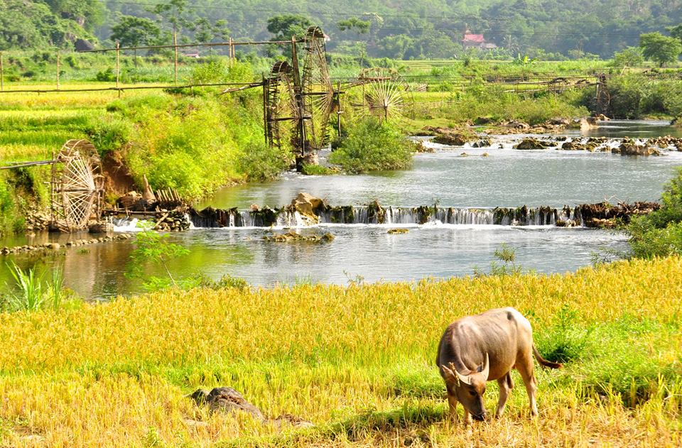 Vietnam Rice Paddies Field: Best Places To Visit 2 Vietnam Rice Paddies Field
