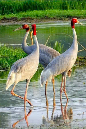 Natural in Vietnam: Sauron Crane