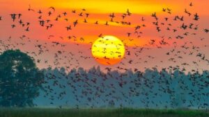 Bird watching at sunset