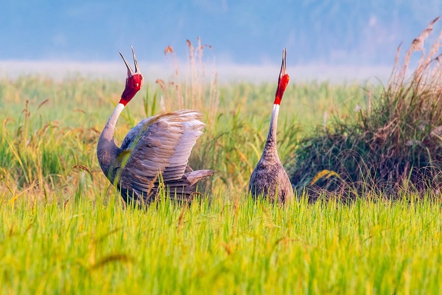 Red head cranes