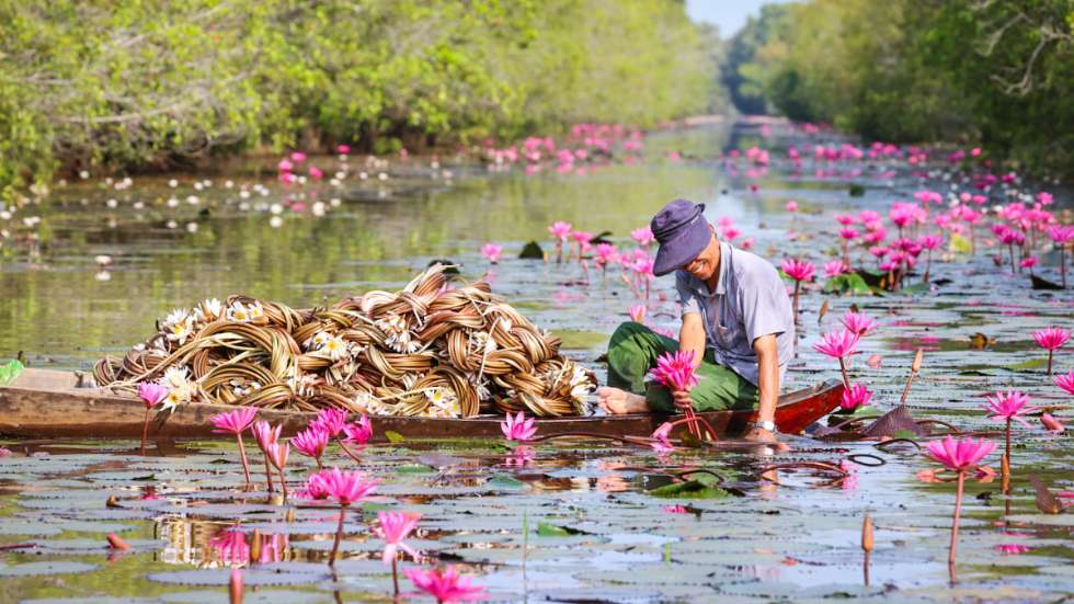 water lilies harvesting