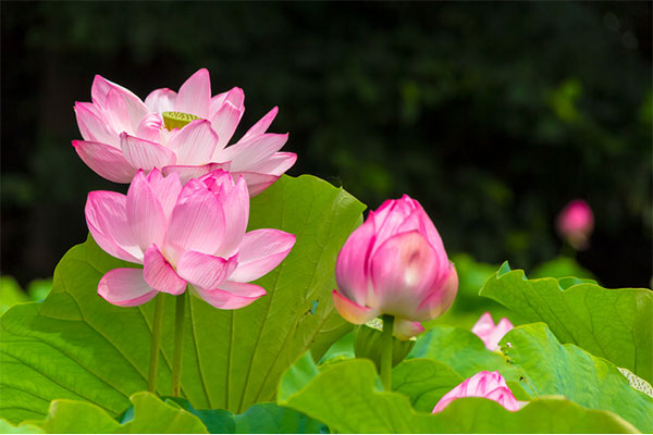 Flowers of Vietnam: Lotus