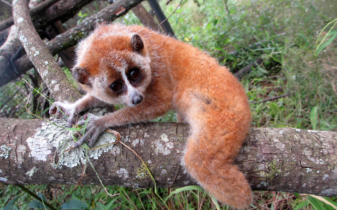 hoang lien national park animal