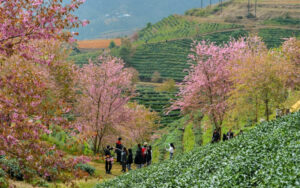 Sapa Vietnam in March: Weather, Things to Do & Travel Tips