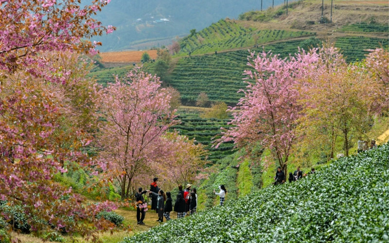 Sapa Vietnam Weather in March