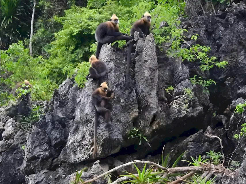 Cat Ba National Park Tour: Explore Vietnam’s Hidden Jungle Gem