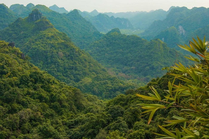 Kim Giao Forest: A Hidden Gem for Nature Lovers in Cat Ba Kim Giao Forest: A Hidden Gem for Nature Lovers in Cat Ba