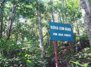 Kim Giao Forest: A Hidden Gem for Nature Lovers in Cat Ba