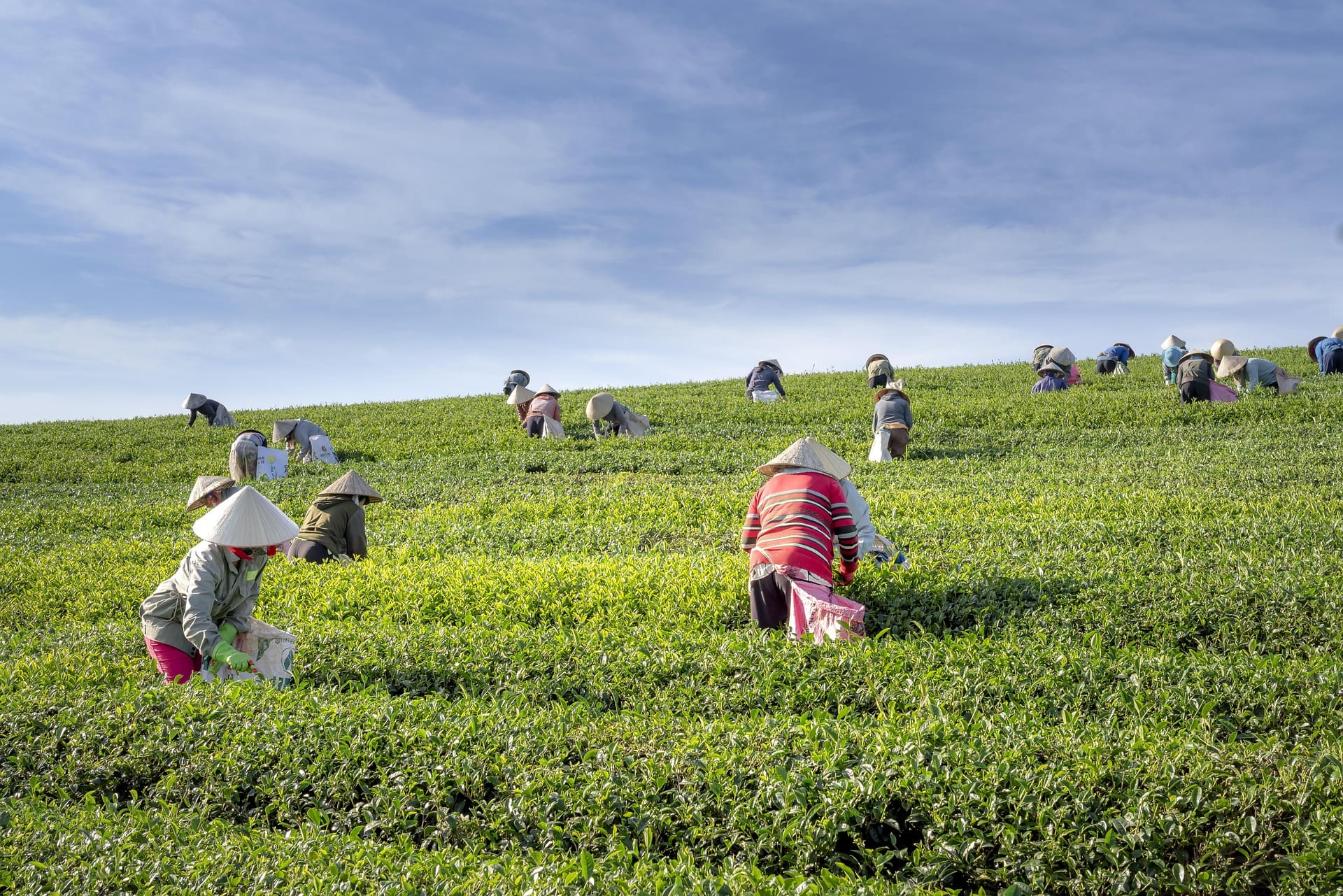 Blog Page 6 Tea Tasting In Peaceful Sung Hamlet 2 Days