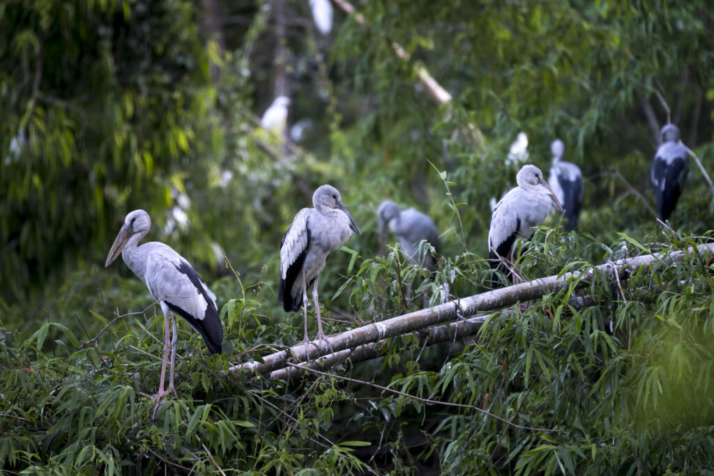 Ninh Binh Bird Call Tour 2 Days 1 Night 1 istockphoto 978903300 1 1
