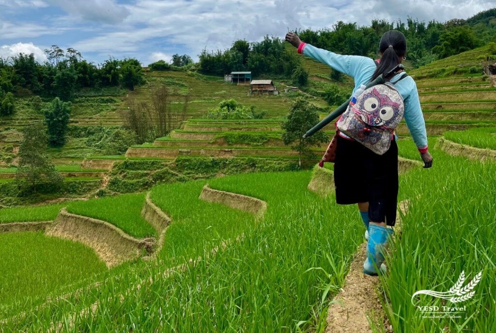 Sapa Trekking 2 Sapa 2 Day Tour Ta Van Trekking