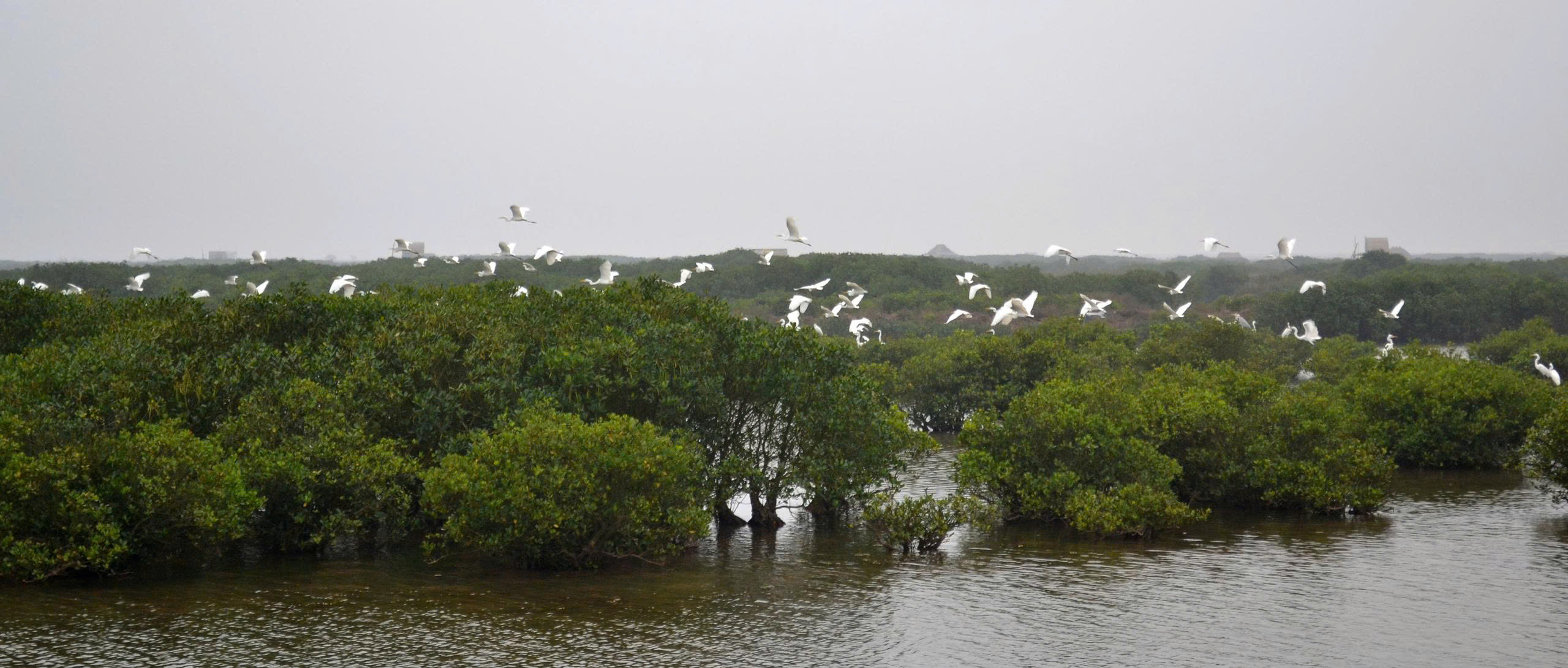 Xuan Thuy National Park & Nam Dinh Wetland Discovery Tour 7 Xuan Thuy National park 3