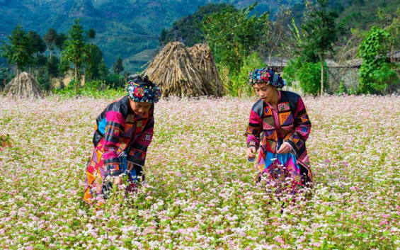 Ha Giang In October: The Complete Guide to the Golden Season 1 Ha Giang In October 1