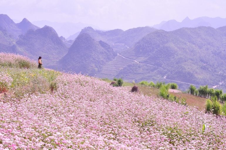 Ha Giang In October: The Complete Guide to the Golden Season 3 Ha Giang In October