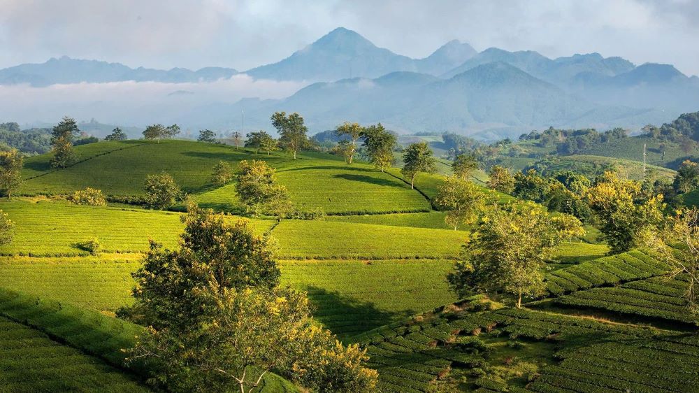 Long Coc Tea Hills- Long Coc Phu Tho (1)