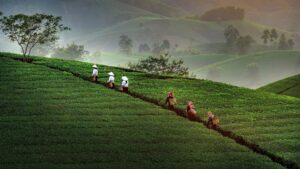 Long Coc Tea Hills- Long Coc Phu Tho (5)