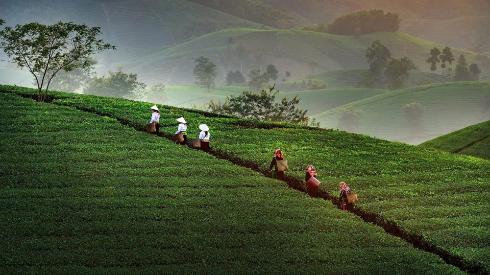 Long Coc Tea Hills- Long Coc Phu Tho (5)