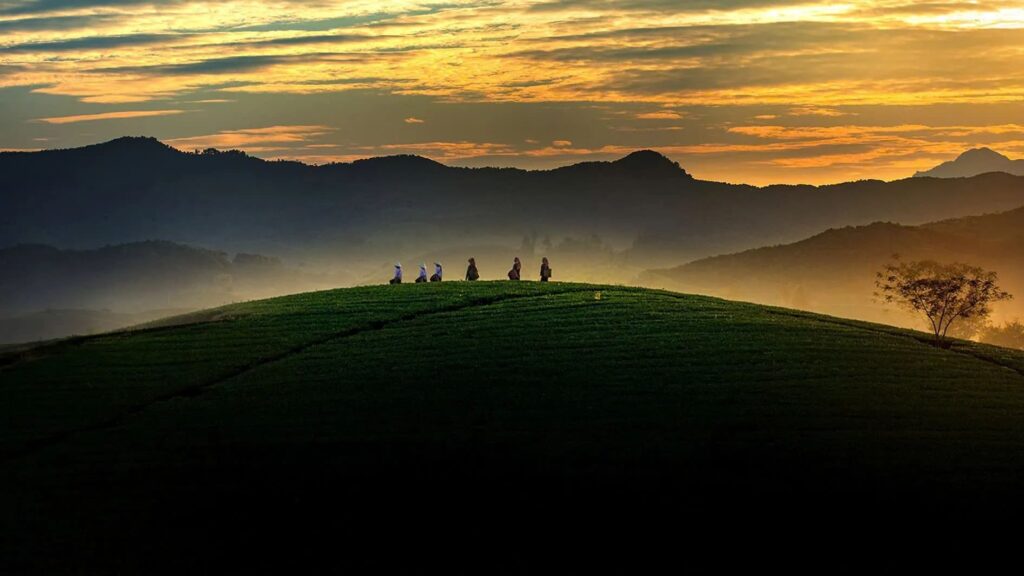 Long Coc Tea Hills- Long Coc Phu Tho (5)